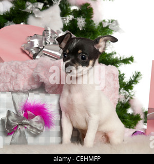 Chihuahua puppy, 3 mois, assis avec arbre de Noël et cadeaux contre fond blanc Banque D'Images