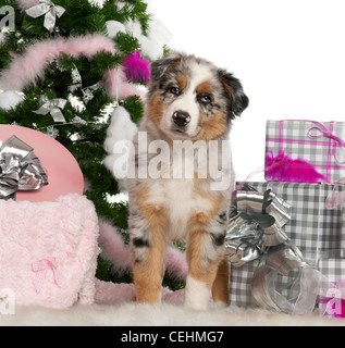 Chiot berger australien, 2 mois, debout avec arbre de Noël et cadeaux in front of white background Banque D'Images