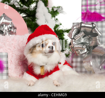 Chihuahua, 2 ans, couchant avec cadeaux de Noël Banque D'Images