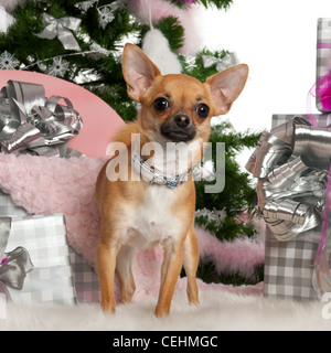 Chihuahua, 15 mois, debout avec arbre de Noël et cadeaux contre fond blanc Banque D'Images