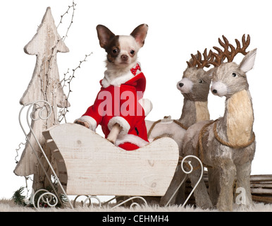 Chihuahua, 1 ans, en traîneau Noël in front of white background Banque D'Images