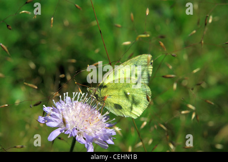 La lande jaune assombrie Banque D'Images