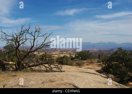 Arbre Sec sur un plateau rock avec vue sur high desert et Montagnes La Sal de Manti, en Utah Banque D'Images