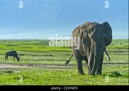 L'éléphant d'Afrique Loxodonta africana et le Gnou bleu Connochaetes taurinus dans le cratère du Ngorongoro en Tanzanie Banque D'Images