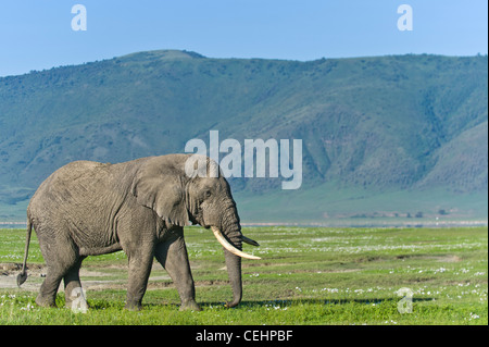 L'éléphant d'Afrique Loxodonta africana 'Big krosian' dans le cratère du Ngorongoro en Tanzanie Banque D'Images