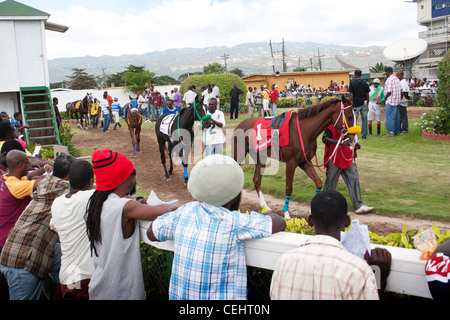 Les parieurs l'inspection des chevaux dans la région de paddock avant une course à Caymanas Park Racing Track, Kingston, Jamaïque. Banque D'Images