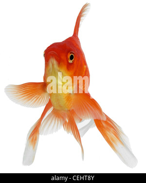 Le poisson d'or Banque D'Images