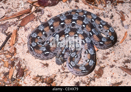 Tapis d'Afrique de l'Ouest, vipère Echis ocellatus, Afrique de l'Ouest, également connu sous le nom d'une scie-scaled viper Banque D'Images