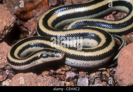 Rosy boa mexicain, Lichanura trivigata trivirgata, également connu sous le nom de Charina trivirgata trivigata, Baja California, Mexique Banque D'Images
