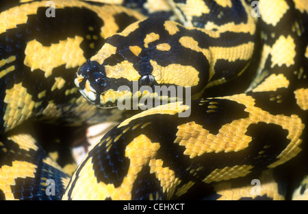 Tapis d'Australie, Queensland python Morelia spilota cheynei, forme, parfois connu sous le nom de la jungle carpet python Banque D'Images