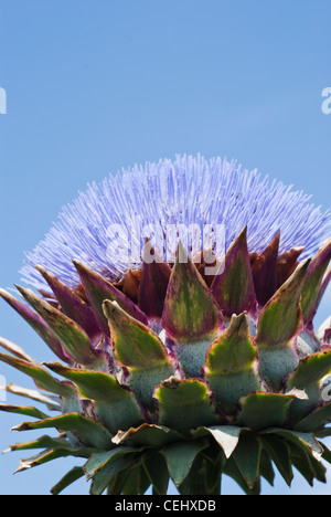 Artichaut (Cynara scolymus). close-up of flower contre un ciel bleu. Banque D'Images