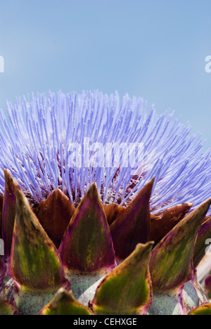 Artichaut (Cynara scolymus). close-up of flower contre un ciel bleu. Banque D'Images