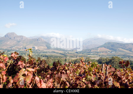 Vignobles,Cabriere Wine Farm,RESTAURANT,Franschoek,Cape Wine Route,province de Western Cape Banque D'Images