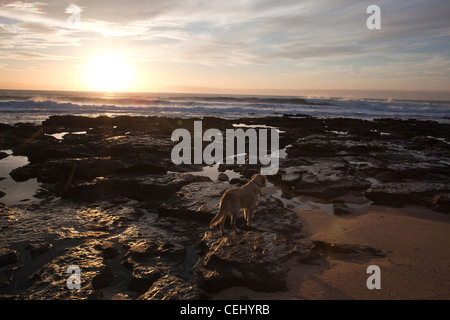 Rocky seascape,Jeffreys Bay, province orientale du Cap Banque D'Images