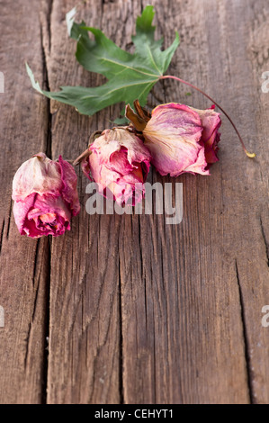 Roses sèches et feuille d'érable sur fond de bois vieux with copy space Banque D'Images