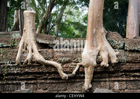 L'image unique d'un kapokier cut mais toujours en vie après l'association c'est avec la racine de l'arbre voisin Banque D'Images