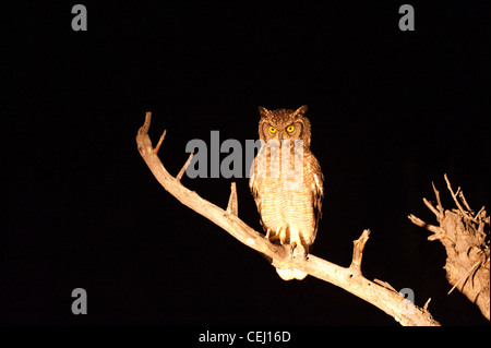 En Owl tree à nuit Bakubang,Safari Lodge,Pilanesberg Réserver,Province du Nord Ouest Banque D'Images