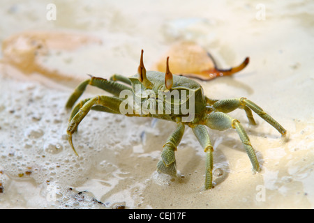 Image d'un crabe fantôme Ocypode (Cerathopthalma) à l'île de La Digue, aux Seychelles. Banque D'Images