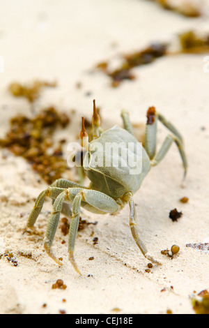 Image d'un crabe fantôme Ocypode (Cerathopthalma) à l'île de La Digue, aux Seychelles. Banque D'Images