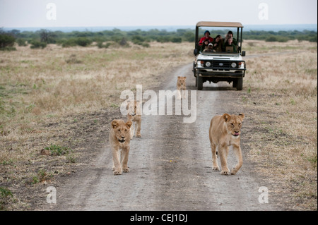 Lionne sur route avec véhicule suite jeu,Madikwe Game Lodge, North West Province Banque D'Images