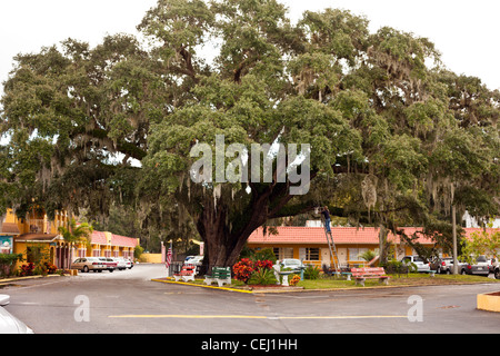 L'ancien sénateur, d'un live Oak tree c'est que l'on croit être plus de 600 ans, à St Augustine, Floride, USA. Dans un Howard Johnson's Banque D'Images