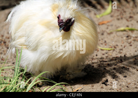 Bantam soyeux blanc() domestiqués poulet au monde des oiseaux à houtbay, Cape Town. Banque D'Images