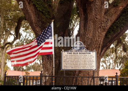 L'ancien sénateur, d'un live Oak tree c'est que l'on croit être plus de 600 ans, à St Augustine, Floride, USA. Dans un Howard Johnson's Banque D'Images