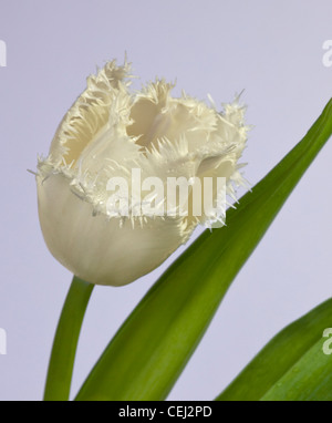 En stretch blanc Tulip Banque D'Images