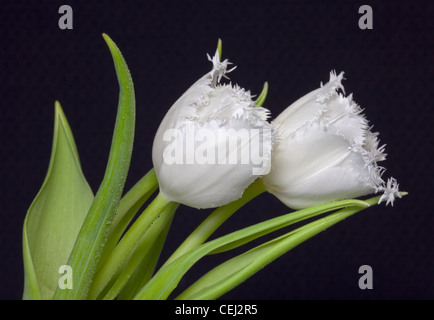 Tulipes plumeuse blanc Banque D'Images