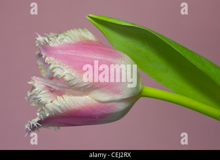 Pink Tulip plumeuse Banque D'Images