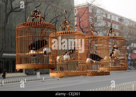 Chanson des oiseaux dans des cages en bambou, Beijing, Chine Banque D'Images