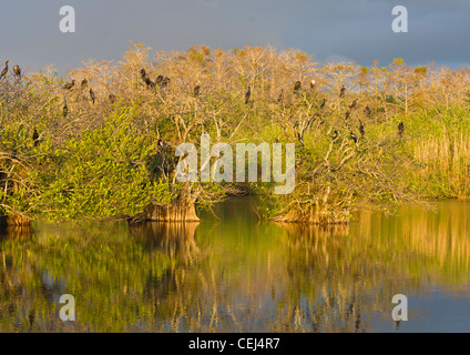 La fin de l'après-midi du soleil sur les oiseaux dans les arbres sur l'anhinga Trail dans le Royal Palm area de Parc National des Everglades en Floride Banque D'Images