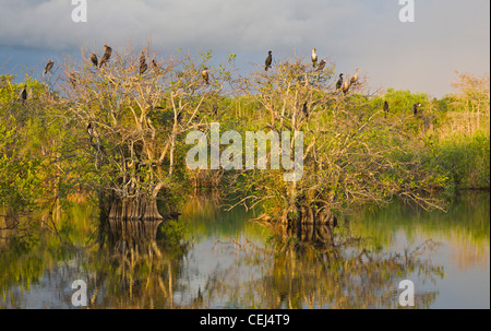 La fin de l'après-midi du soleil sur les oiseaux dans les arbres sur l'anhinga Trail dans le Royal Palm area de Parc National des Everglades en Floride Banque D'Images