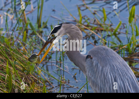 Oiseau avec le poisson sur l'anhinga Trail, dans le Royal Palm section du parc national des Everglades en Floride Banque D'Images