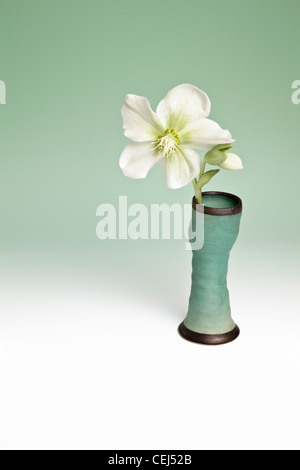 Helleborus orientalis, Lenten Rose en vase vert Banque D'Images
