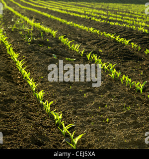 Lignes de maïs dans le champ, Nouvelle-Zélande Banque D'Images