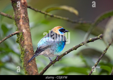 Golden-hooded Tanager Tangara larvata près de San Jose, Costa Rica 7 novembre 2013.12 Adultes Banque D'Images