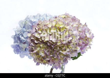 Close-up d'hortensias bleus et roses dans un vase sur fond blanc Banque D'Images