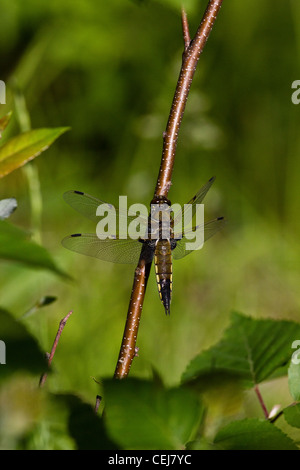 Four-spotted skimmer Banque D'Images