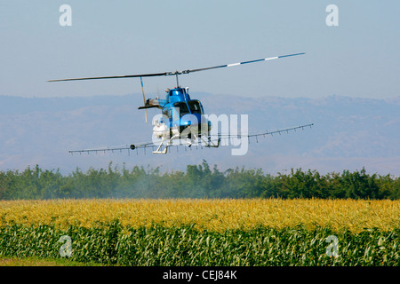 Agriculture - crop duster un hélicoptère de pulvérisation des cultures de maïs à maturation / près de Tracy, San Joaquin County, Californie, USA. Banque D'Images