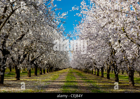 Agriculture - verger d'amandiers en fleurs / près de Ripon, San Joaquin County, Californie, USA. Banque D'Images