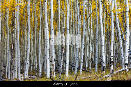 Une épaisse forêt de peupliers d'or à l'automne, prises le long de la ligne de partage des Montagnes Rocheuses du Colorado. Banque D'Images