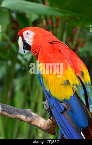 Bleu, rouge et vert crested perroquets, Bali, Indonésie Banque D'Images