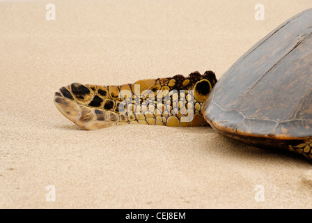 Tortue de mer verte nageoire arrière car il s'appuie sur l'Laniakea Plage sur Oahu Hawaii Banque D'Images