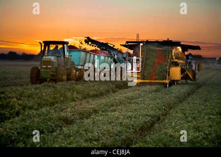 Agriculture - une tomate mécanique récolteuse de tomates de transformation des récoltes et les convoyeurs dans un wagon de tomate au lever du soleil. Banque D'Images