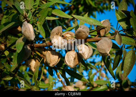Agriculture - libre d'amandes mature sur l'arbre avec coques ouvert et prêt à récolter en fin d'après-midi du soleil. Banque D'Images