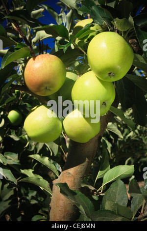 Agriculture - mature une grappe de pommes Golden Delicious juste avant la récolte / près de Kingsburg, California, USA. Banque D'Images