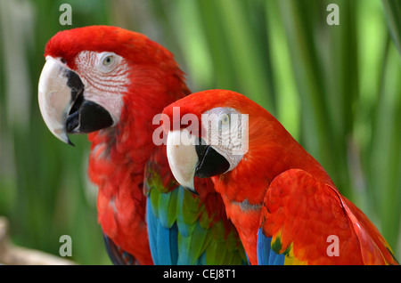 Bleu, rouge et vert crested perroquets, Bali, Indonésie Banque D'Images