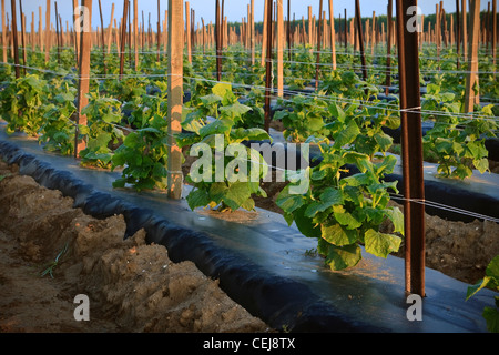 Agriculture - Rangées de plants de concombre au début du printemps, appuyé par un système de treillis / près de l'Orosi, California, USA. Banque D'Images