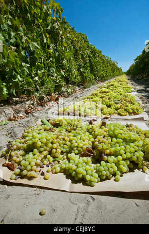 Agriculture - Thompson seedless raisins récoltés sur les magasins pour le séchage dans les raisins secs / Dinuba, près de la Californie, USA. Banque D'Images